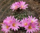 Гимнокалициум кактус (Gymnocalycium) / Комнатные растения и цветы / Цветущие растения