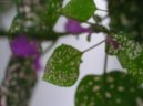 Гипестес листоколосковый (Hypoestes phyllostachya) / Комнатные растения и цветы / Кустовые
