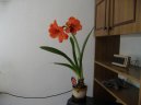 Фотографии к статье: Гиппеаструм (Hippeastrum)