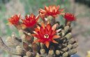 Хамецереус (Chamaecereus) / Комнатные растения и цветы