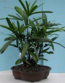 Хамедорея изящная (Chamaedorea elegans) / Комнатные растения и цветы / Пальмы