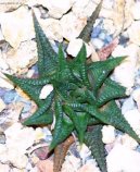 Фотографии к статье: Хавортия (Haworthia)