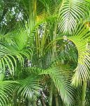 Хризолидокарпус желтоватый (Chrysalidocarpus lutescens) / Комнатные растения и цветы / Пальмы