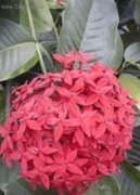 Фотографии к статье: Иксора ярко-красная (Ixora coccinea)