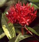 Фотографии к статье: Иксора ярко-красная (Ixora coccinea)