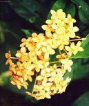 Иксора ярко-красная (Ixora coccinea) / Комнатные растения и цветы / Неприхотливые растения