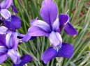 Фотографии к статье: Ирис (Касатик) (Iris)