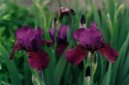 Ирис (Касатик) (Iris) / Комнатные растения и цветы / Многолетние