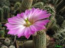 Фотографии к статье: Эхиноцереус шарлаховый (Echinocereus coccineus)