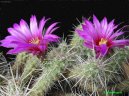 Фотографии к статье: Эхиноцереус шарлаховый (Echinocereus coccineus)