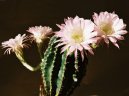 Фотографии к статье: Эхинопсис (Echinopsis)