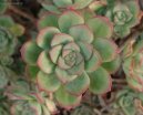 Эониум (Aeonium) / Комнатные растения и цветы / Нецветущие растения