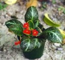 Эписция (Episcia) / Комнатные растения и цветы / Многолетние