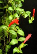 Фотографии к статье: Эсхинантус (Aeschynanthus)