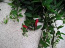 Эсхинантус (Aeschynanthus) / Комнатные растения и цветы / Многолетние