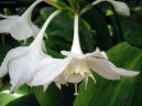 Эухарис (Амазонская лилия) (Eucharis) / Комнатные растения и цветы / Требовательные и капризные растения