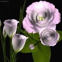 Эустома (Техасский колокольчик) (Eustoma) / Комнатные растения и цветы / Цветущие растения