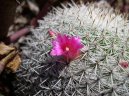 Кактус (Cactus) / Комнатные растения и цветы