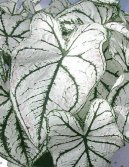 Каладиум садовый (Caladium Hortulanum) / Комнатные растения и цветы / Плющи и лианы