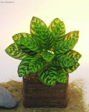 Калатея (Calathea) / Комнатные растения и цветы