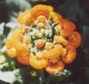 Кальцеолярия (Calceolaria) / Комнатные растения и цветы / Неприхотливые растения