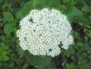 Калина (Viburnum lantana) / Комнатные растения и цветы