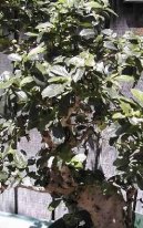 Кармона мелколистная (Carmona Microphylla) / Комнатные растения и цветы / Бонсаи
