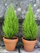 Фотографии к статье: Кипарис крупноплодный (или комнатный кипарис) (Cupressus macrocarpa)