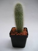 Клейстокактус (Cleistocactus) / Комнатные растения и цветы / Кактусы, суккуленты