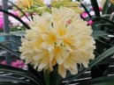 Кливия (Clivia) / Комнатные растения и цветы