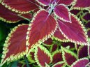 Фотографии к статье: Колеус Блюме (Coleus blumei)