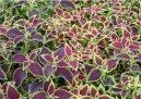 Фотографии к статье: Колеус Блюме (Coleus blumei)