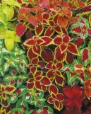 Колеус Блюме (Coleus blumei) / Комнатные растения и цветы