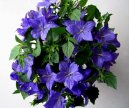 Колокольчик равнолистный (Campanula isophylla) / Комнатные растения и цветы / Многолетние