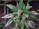 Фотографии к статье: Кордилина (Cordyline)
