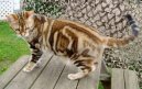 Американская короткошерстная кошка (American Shorthair Cat)