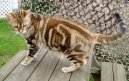 Фотографии к статье: Американская короткошерстная кошка (American Shorthair Cat) / Советы по уходу и воспитанию породы кошек, описание кошки, помощь при болезнях, фотографии, дискусии и форум.