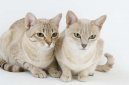 Австралийская дымчатая кошка (Australian Mist Cat) / Породы кошек / Уход, советы, бесплатные объявления, форум, болезни