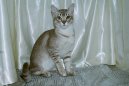 Азиатская табби кошка (Asian Tabby Cat)