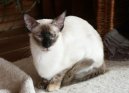 Фотографии к статье: Балийская (балинез) кошка (Balinese Cat) / Советы по уходу и воспитанию породы кошек, описание кошки, помощь при болезнях, фотографии, дискусии и форум.