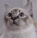Бурманская (бурма) (Burmese Cat) / Породы кошек / Породы кошек: Спокойные кошки: Уход, советы, бесплатные объявления, форум, болезни