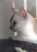 Бурмилла (Burmila Cat) / Породы кошек / Породы кошек: Подвижные и активные кошки: Уход, советы, бесплатные объявления, форум, болезни