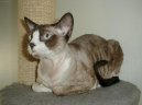 Девон-рекс (Devon Rex Cat) / Породы кошек / Породы кошек: Подвижные и активные кошки: Уход, советы, бесплатные объявления, форум, болезни