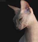 Фотографии к статье: Донской сфинкс (Don Sphynx Cat) / Советы по уходу и воспитанию породы кошек, описание кошки, помощь при болезнях, фотографии, дискусии и форум.