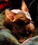 Донской сфинкс (Don Sphynx Cat) / Породы кошек / Уход, советы, бесплатные объявления, форум, болезни