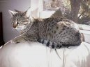 Египетская мау (Egyptian mau) / Породы кошек / Уход, советы, бесплатные объявления, форум, болезни