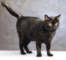 Европейская короткошерстная кошка (European Shorthair Cat) / Породы кошек / Породы кошек: Подвижные и активные кошки: Уход, советы, бесплатные объявления, форум, болезни