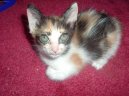 Японский бобтейл (Japanese Bobtail Cat) / Породы кошек / Породы кошек: Короткошерстные кошки: Уход, советы, бесплатные объявления, форум, болезни