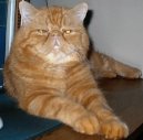 Экзотическая короткошерстная кошка (Exotic Shorthair Cat) / Породы кошек / Породы кошек: Приветливые и ласковые кошки: Уход, советы, бесплатные объявления, форум, болезни