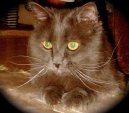 Йорк (йоркская шоколадная кошка) (York Cat) / Породы кошек / Породы кошек: Другие породы кошки: Уход, советы, бесплатные объявления, форум, болезни